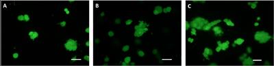 Oxygen Consumption Characteristics in 3D Constructs Depend on Cell Density